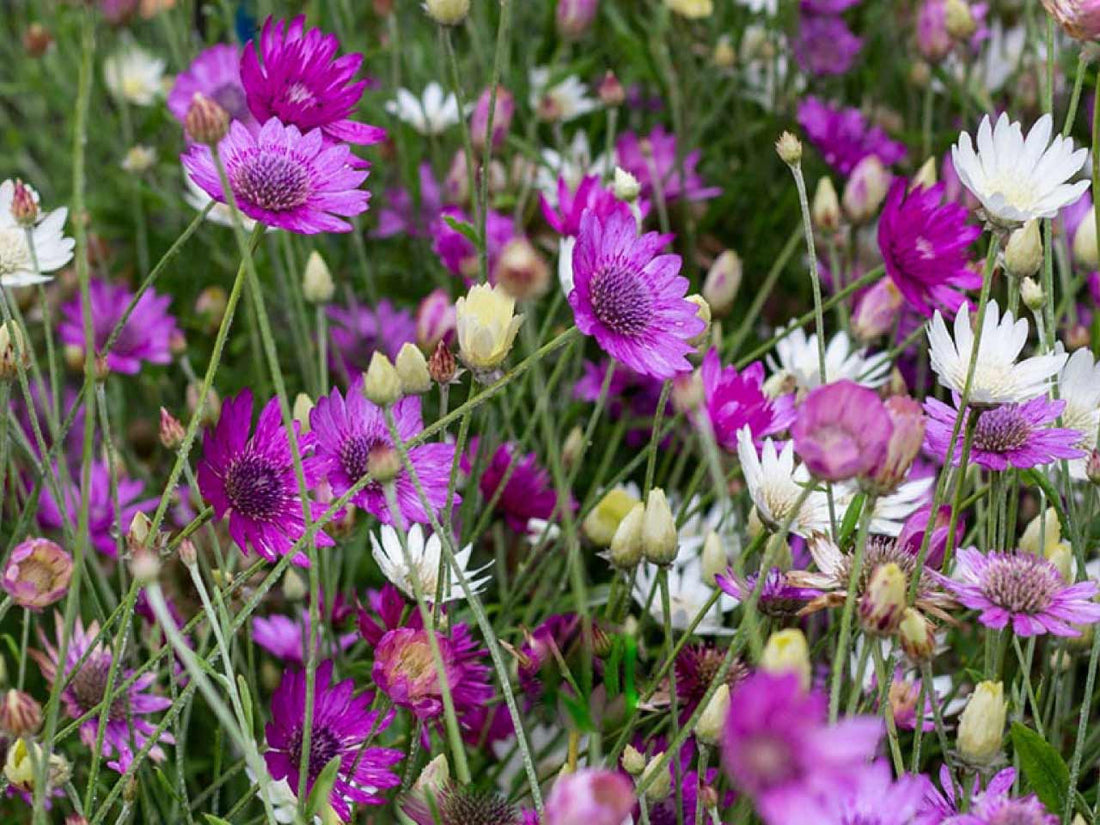Xeranthemum Annum flower seeds