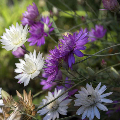 Xeranthemum Annuum flower seeds