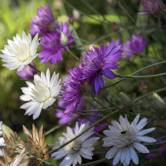 Xeranthemum Annuum flower seeds