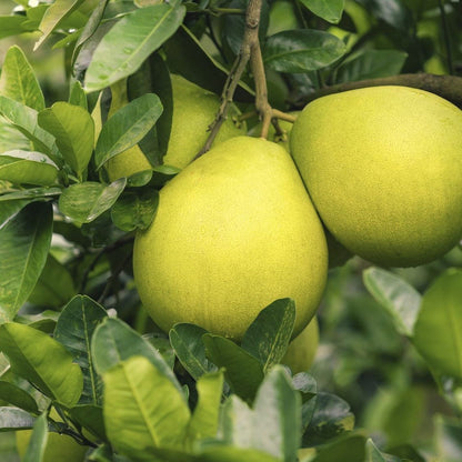 pomelo fruit seeds