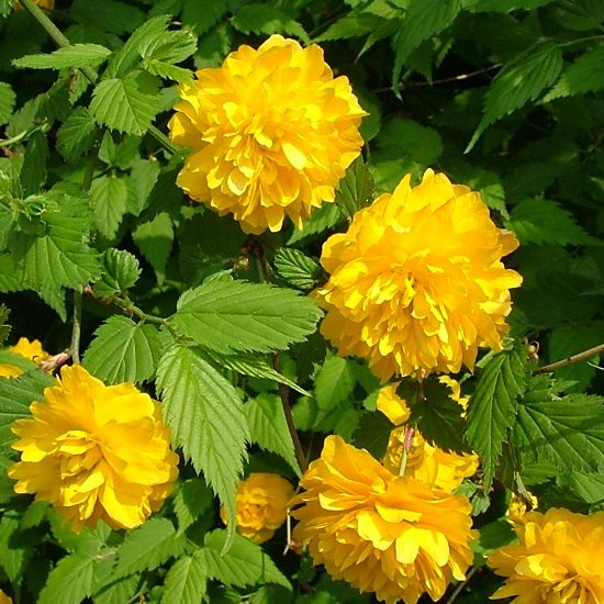 Yellow Kerria flower seeds