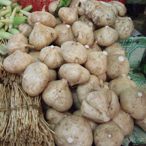 Yam Bean Vegetable Seeds for Planting – Jicama Root Vegetable Seeds for Home Gardens