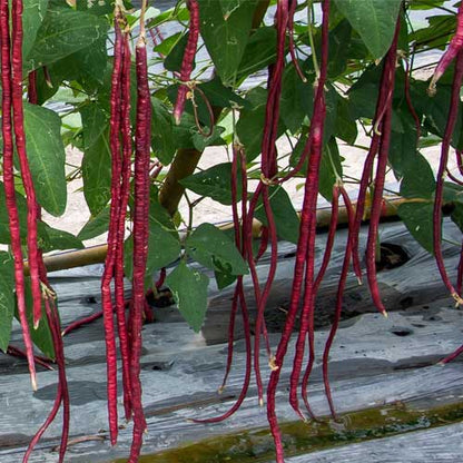 Yardlong Bean Seeds for Planting – Red Long Bean Heirloom Seeds