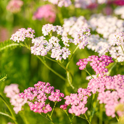 Baby Pink Yarrow plant