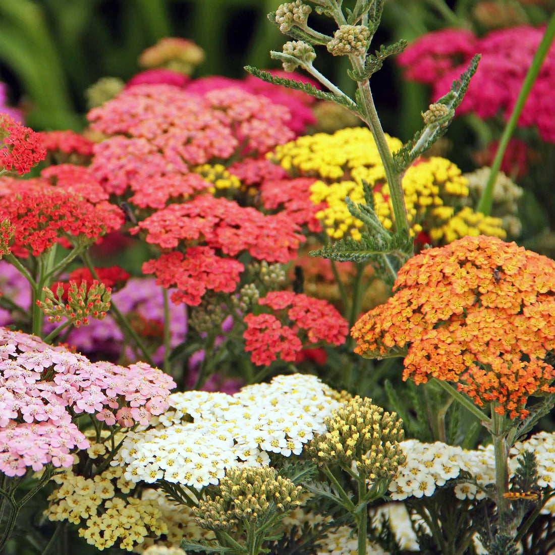 Yarrow flower seeds