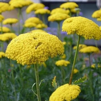 Yellow Yarrow Flowers in Sunny Perennial Garden