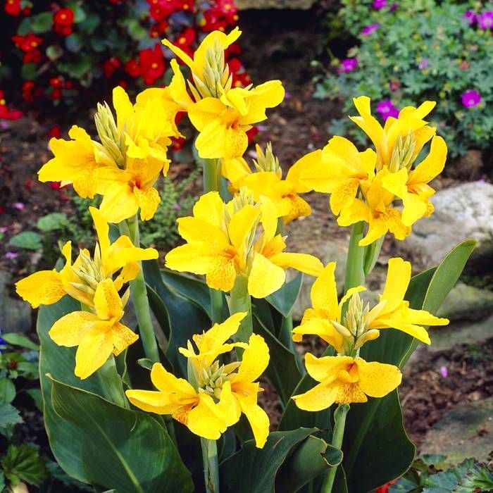 Yellow Achira flower seeds