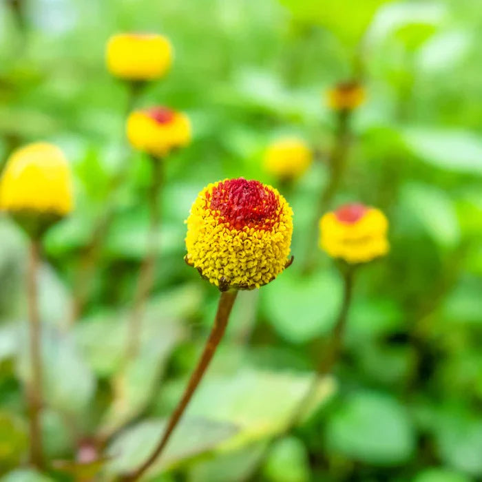 Yellow Acmella flower seeds