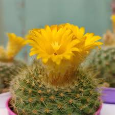 Yellow Leuchtenbergia Flower in Bloom