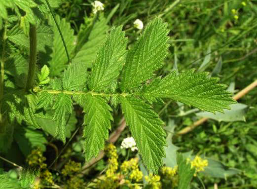 Fragrant agrimony (Agrimonia procera) showing delicate yellow flower spikes, green divided foliage, and an upright perennial growth habit in a natural garden setting.