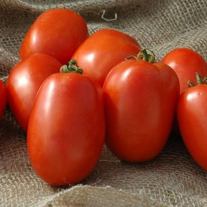 Giallo Grandi Amish Tomato Seeds for Planting – Heirloom Non-GMO Garden Seeds