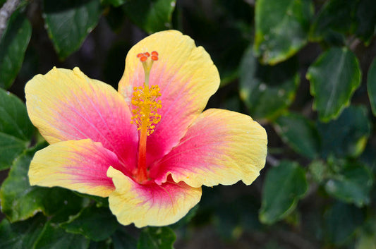 Pink Yellow flower seeds
