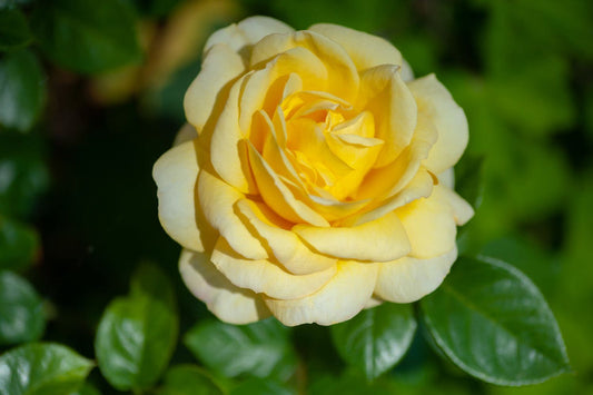 Yellow White flower seeds
