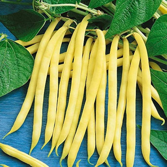 Arikara Bean Seeds