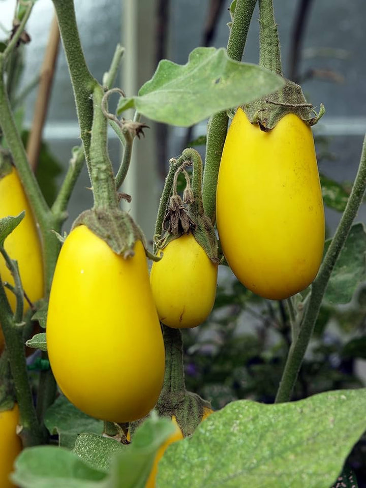 Yellow Eggplant Seeds