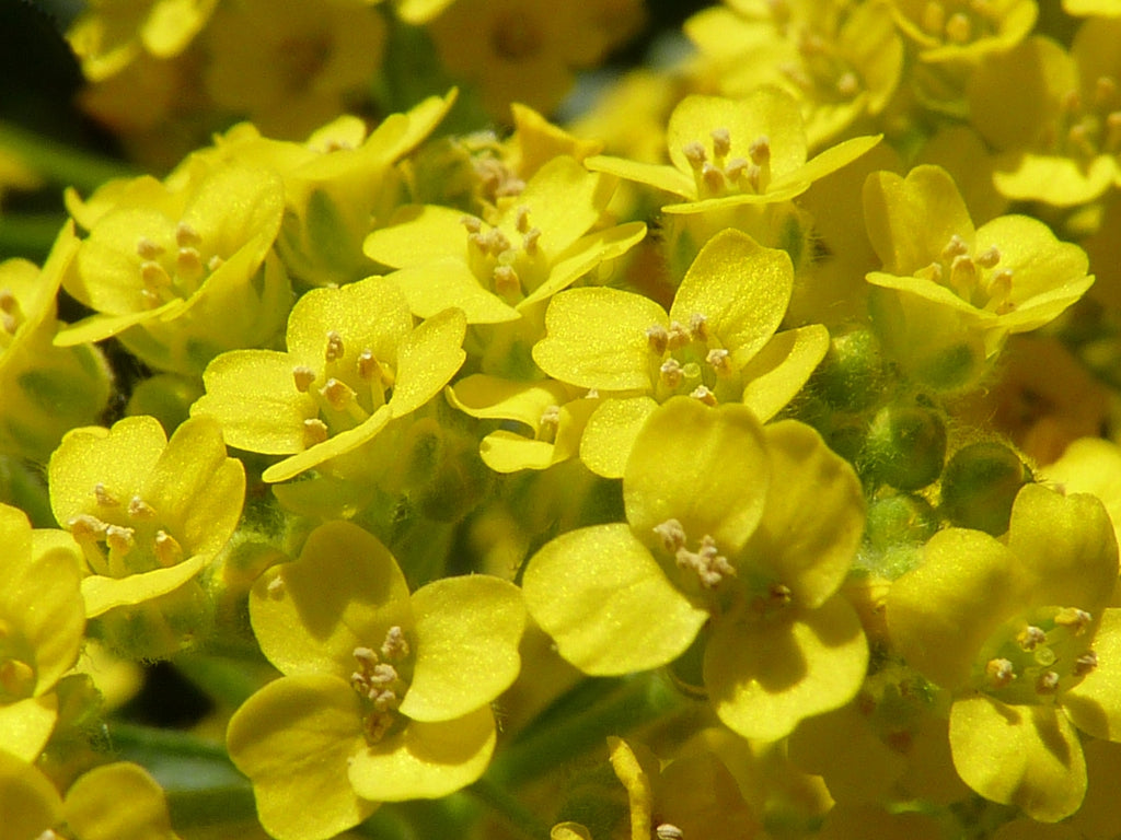 Yellow Aurinia flower seeds