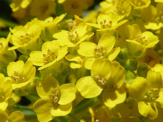 Yellow Aurinia flower seeds