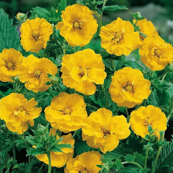 Yellow Avens flower seeds