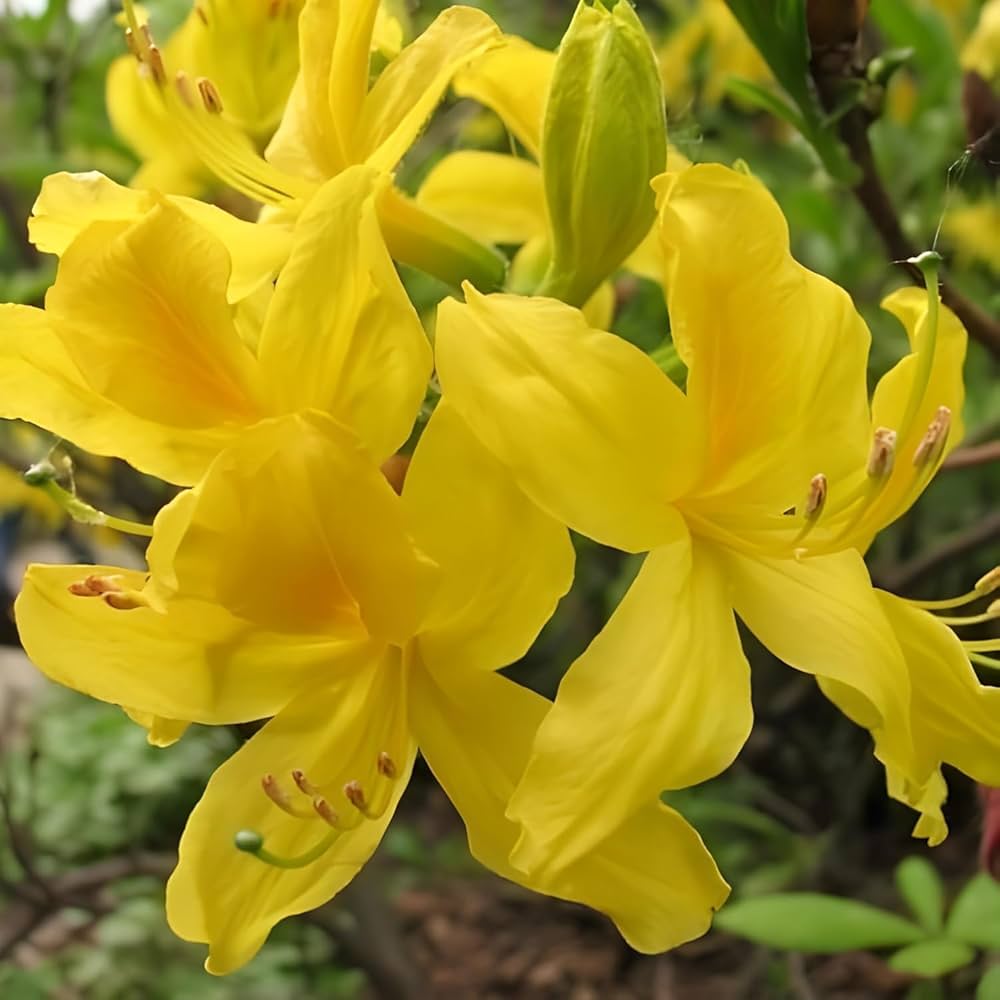 Yellow Azalea flower seeds