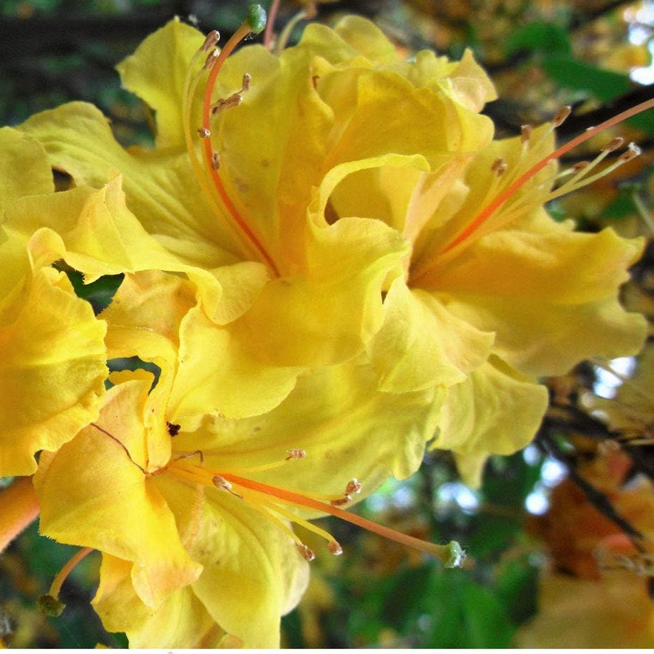 Yellow Azalea flower seeds