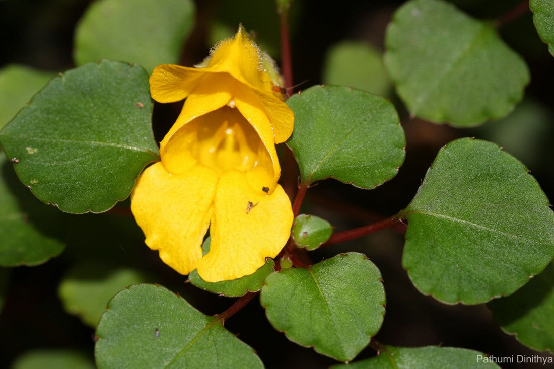 Yellow Balsam flower seeds