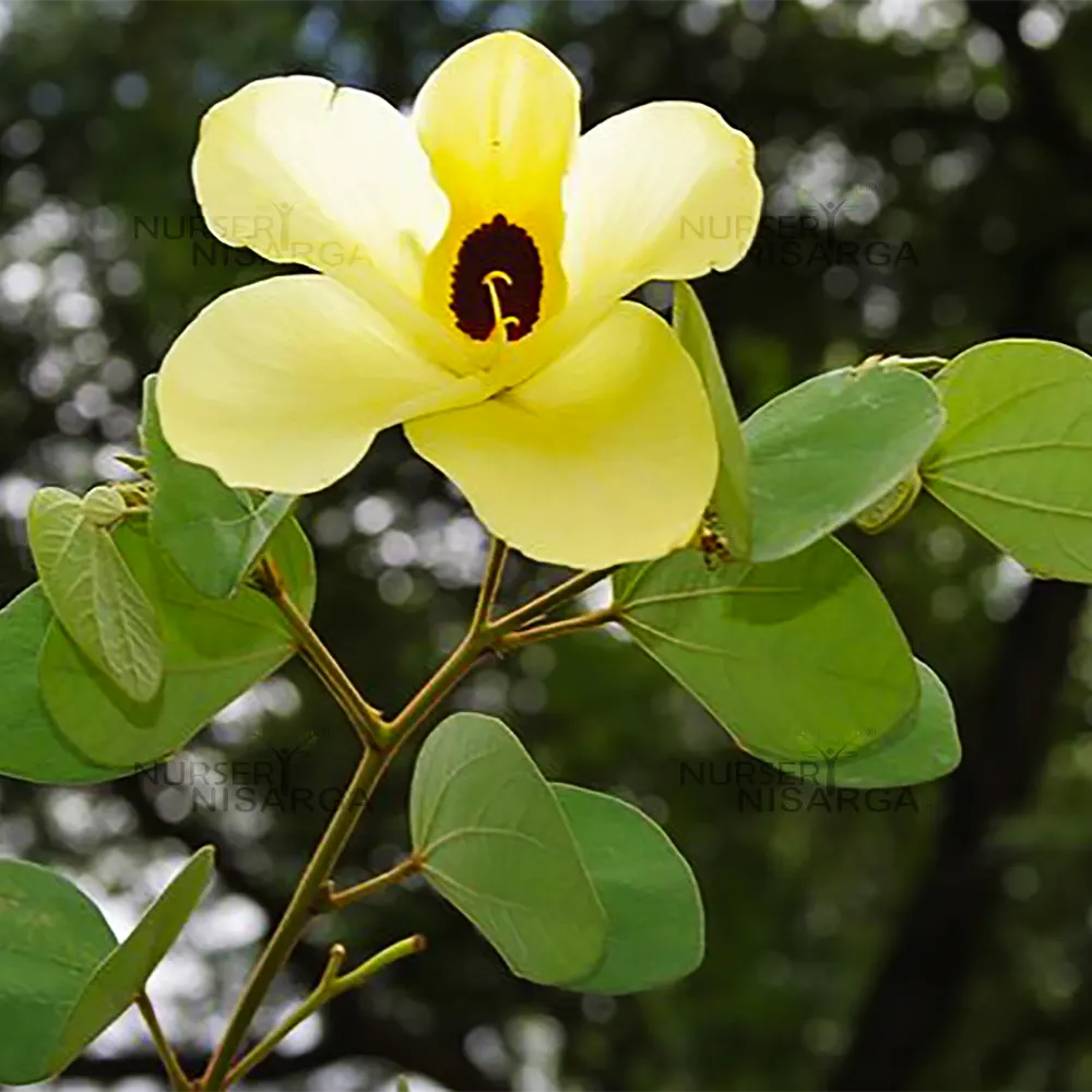 Yellow Bauhinia flower seeds