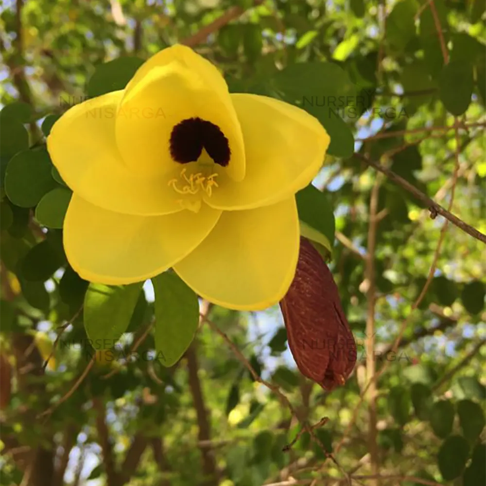 Yellow Bauhinia flower seeds