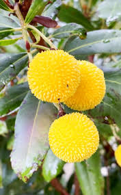 Yellow Bayberry Fruit Seeds for Planting – Heirloom Non-GMO Garden Seeds