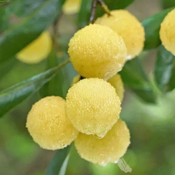 Yellow Bayberry Fruit Seeds for Planting – Heirloom Non-GMO Garden Seeds