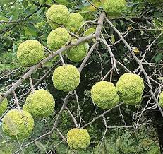 Yellow Bayberry Fruit Seeds for Planting – Heirloom Non-GMO Garden Seeds