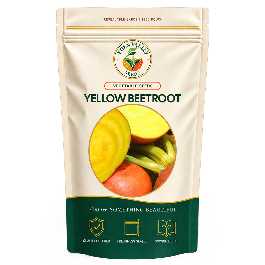 Fresh yellow beetroot roots with green leafy tops