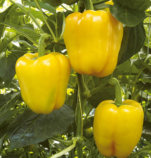 Yellow Bell Pepper Seeds