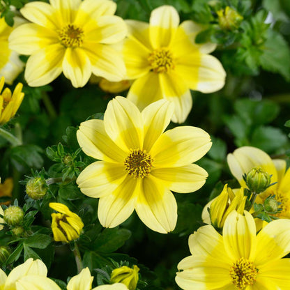 Yellow Bidens flower seeds