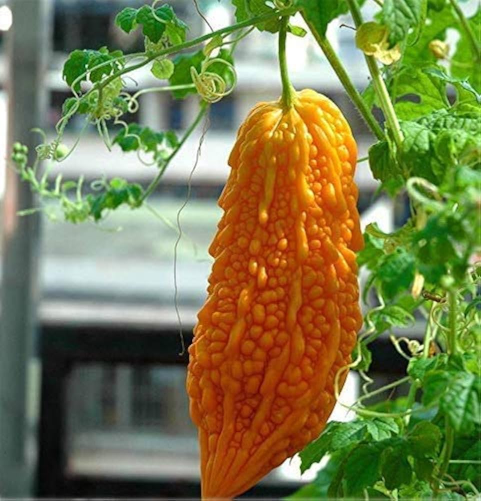 Yellow Bitter Gourd Seeds