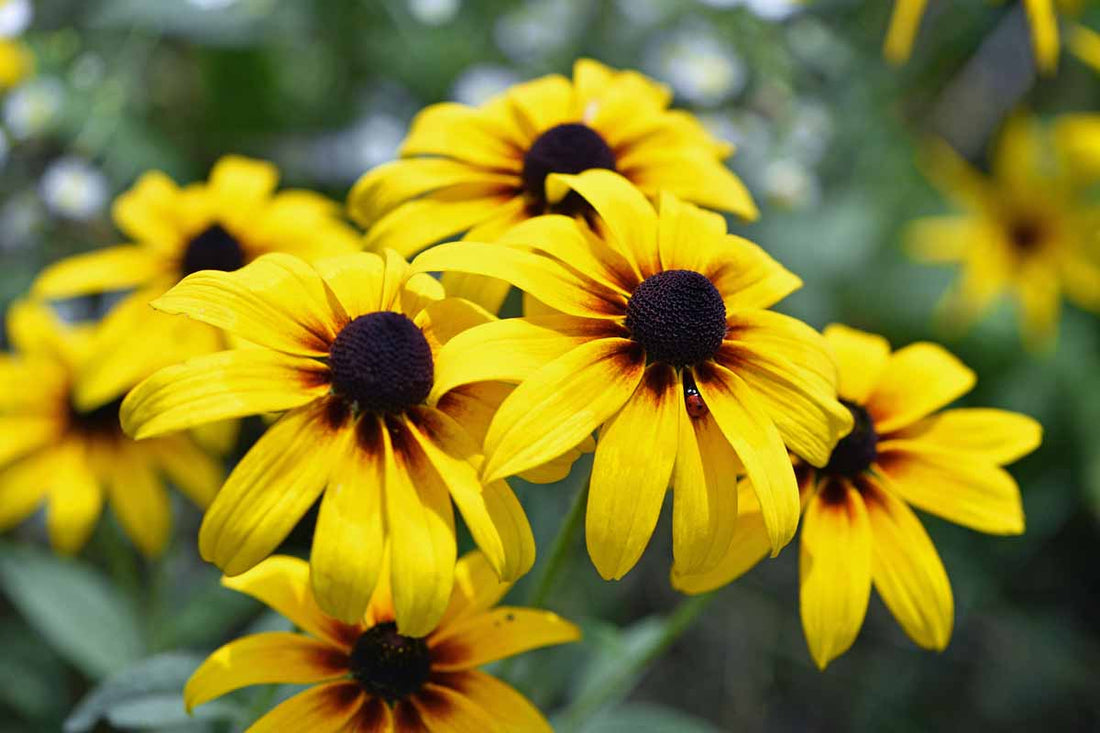 Yellow Black Eyed Susan Flowers in Cottage Garden
