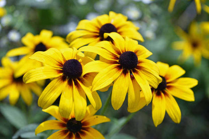 Yellow Black Eyed Susan Flowers in Cottage Garden
