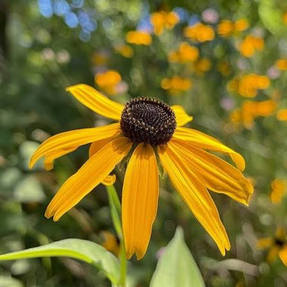 Yellow Black Eyed Susan Flowers in Cottage Garden