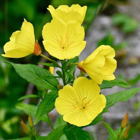 Yellow Black Primrose Flower Seeds for Planting