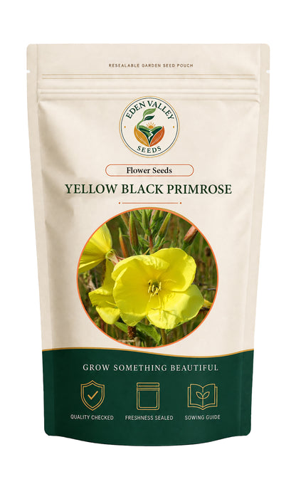 Yellow Black Primrose flowers blooming in a garden