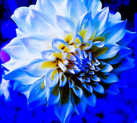 Yellow Blue flower seeds