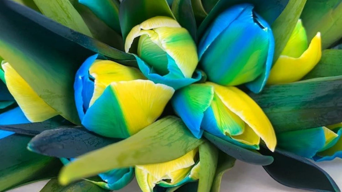 Yellow Blue flower seeds