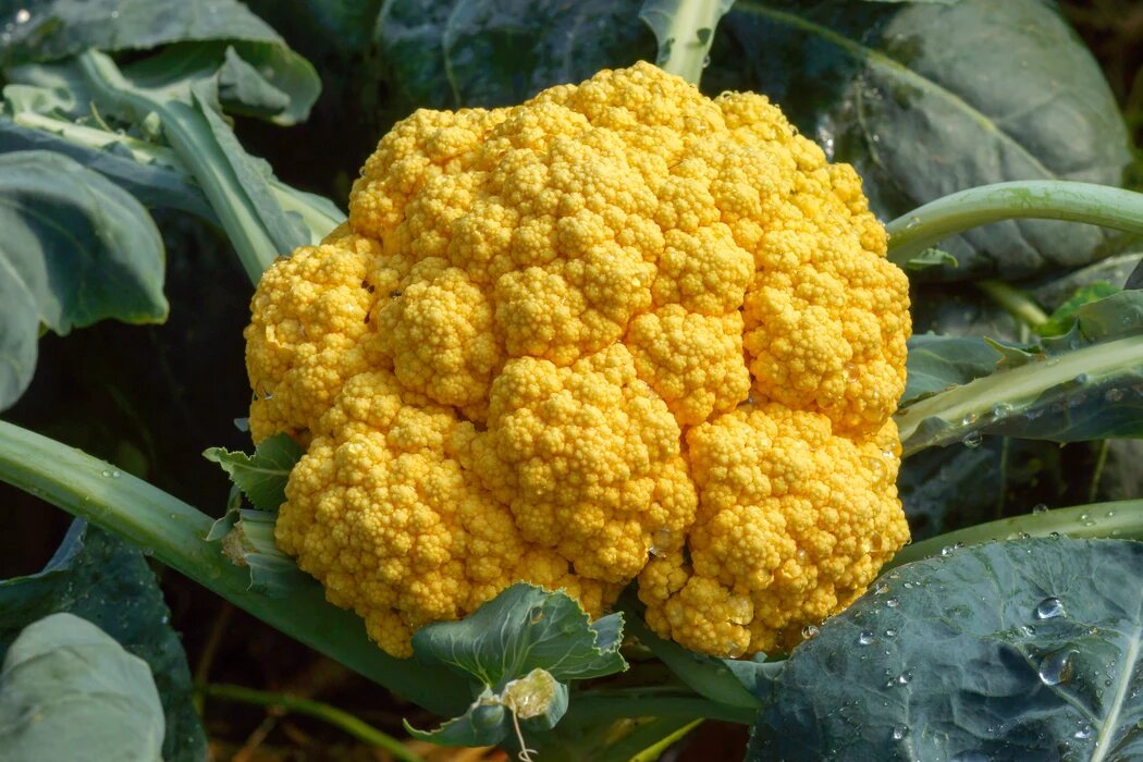 Yellow Broccoli Seeds for Planting – Vegetable Garden Seeds