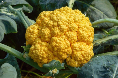 Yellow Broccoli Seeds for Planting – Vegetable Garden Seeds