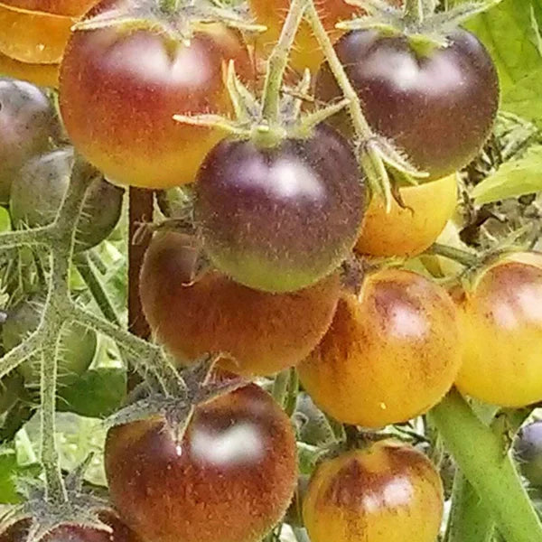 Yellow Brown Tomato Seeds for Planting – Heirloom Non-GMO Garden Seeds