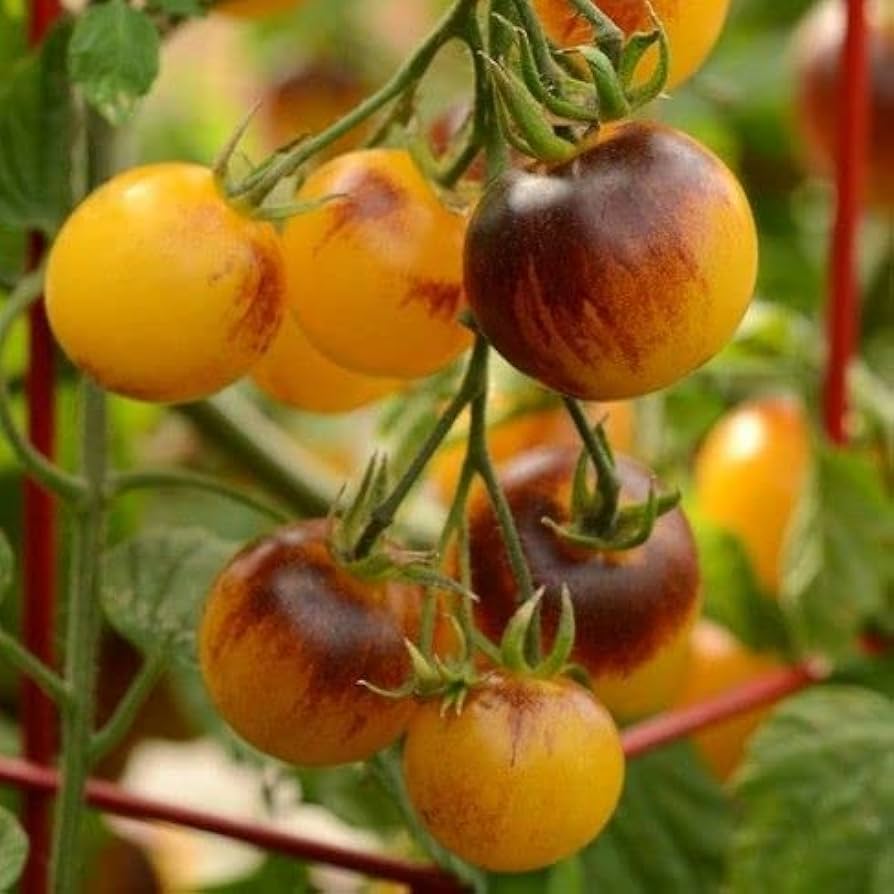 Yellow Brown Tomato Seeds