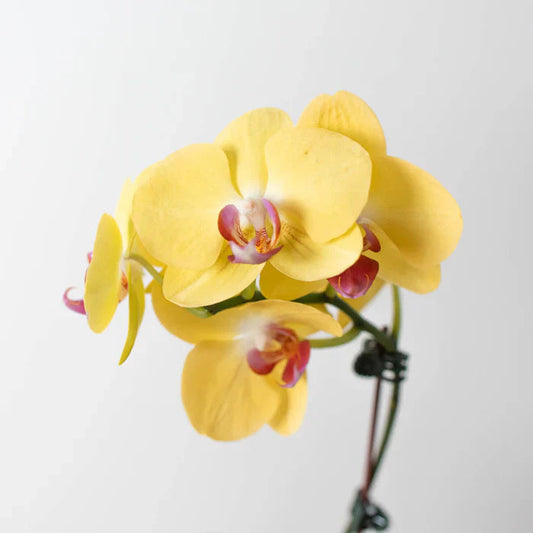 Yellow Butterfly flower seeds