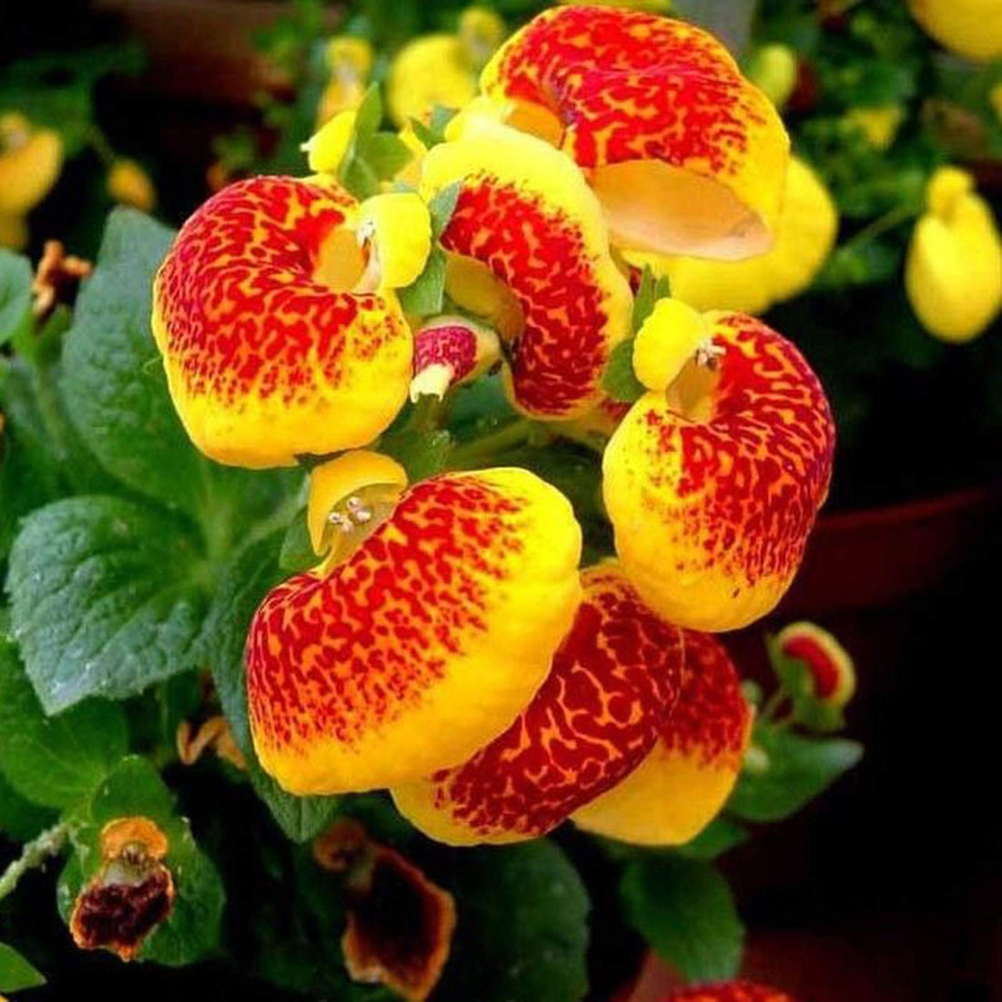 Red Yellow flower seeds