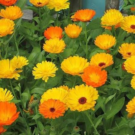 Yellow Calendula Flower Garden Display