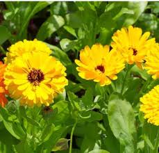 Yellow Calendula Flowers Blooming in Garden