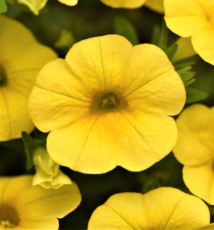 Yellow Calibrachoa flower seeds
